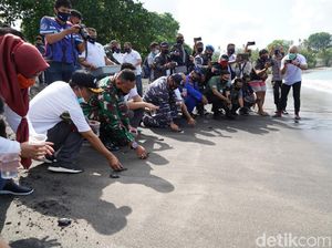 TNI Tanam 750 Terumbu Karang dan Lepas 200 Ekor Tukik di Lombok TNI Tanam 750 Terumbu Karang dan Lepas 200 Ekor Tukik di Lombok