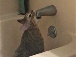 Tingkah Konyol Hewan yang Bikin Gemas Tingkah Konyol Hewan yang Bikin Gemas