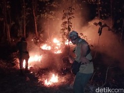 Lagi, Hutan Baluran di Situbondo Seluas 2,5 Hektare Terbakar