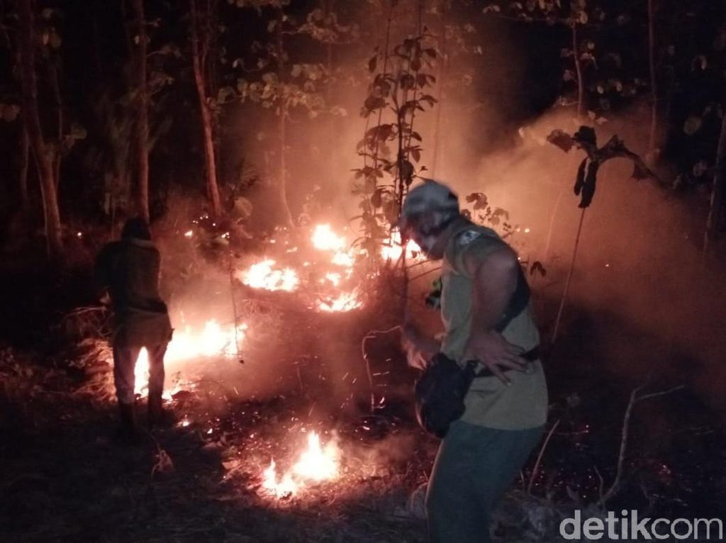 Lagi, Hutan Baluran di Situbondo Seluas 2,5 Hektare Terbakar Lagi, Hutan Baluran di Situbondo Seluas 2,5 Hektare Terbakar
