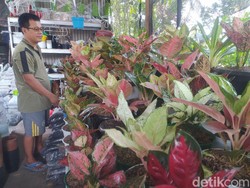 Sedang Naik Daun, Harga Aglonema di Sidoarjo Capai Rp 6 Juta