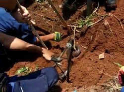 Damkar Depok Evakuasi Ular Kobra 3 Meter yang Bersarang di Depan Rumah Warga