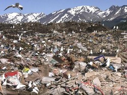 Duh! Habitat Penguin di Ujung Dunia Terancam Sampah Plastik