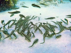 Ketemu Ikan Lele Saat Diving, Tapi di Laut