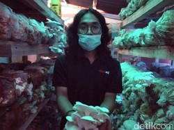 Berkebun Digital Jamur Tiram Dibantu Medsos dan e-Commerce