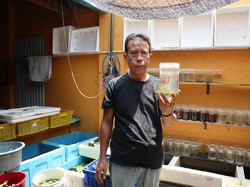 Kisah Sarjana Perikanan Raup Puluhan Juta dari Bisnis Ikan Cupang