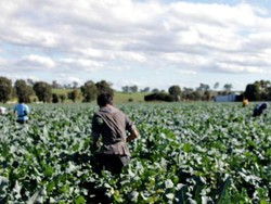 Pemerintah Australia Tengah Mempertimbangkan Pengampunan Bagi Pekerja Ilegal