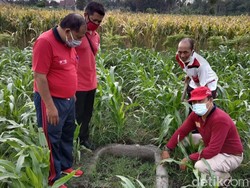 Jambangan Air Diduga Benda Purbakala Ditemukan di Persawahan Kota Blitar