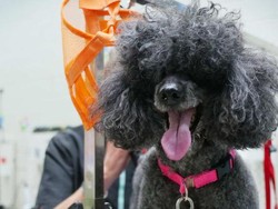 Salon Anjing di Melbourne Penuh Dipesan Sampai Beberapa Bulan ke Depan