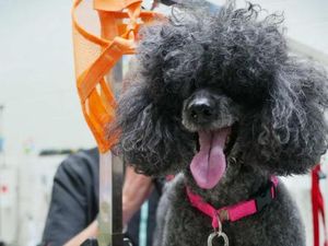Salon Anjing di Melbourne Penuh Dipesan Sampai Beberapa Bulan ke Depan Salon Anjing di Melbourne Penuh Dipesan Sampai Beberapa Bulan ke Depan