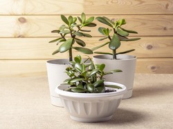 Jade Plant, Tanaman Hias Asal Korea Selatan di Drama Korea Start-Up