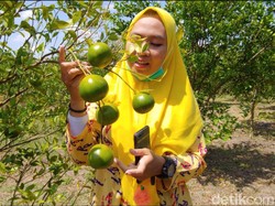 Ada Wisata Petik Jeruk Rp 10 Ribu di Lamongan
