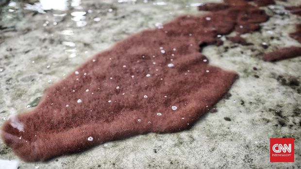 Asa Petani Cacing Sutra Tanggerang Kampung cacing sutra di tengah masa pandemi ini tetap beraktivitas, sejumlah warga yang berada di kampung cacing juga menjual hasil panennya yaitu cacing untuk makanan ikan hias dan kosmetik. Selasa (6/10/2020). CNN Indonesia/Andry Novelino