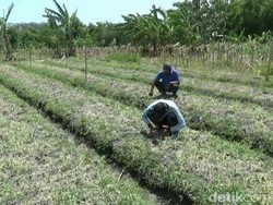 Ulat dan Virus Gagalkan Panen, Harga Bawang Merah Melonjak