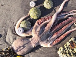 Bencana Ekologis Bunuh Hewan Laut dan Ganggu Peselancar di Pantai Rusia