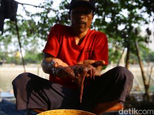 Berkah Kampung Cacing di Tengah Pandemi Berkah Kampung Cacing di Tengah Pandemi