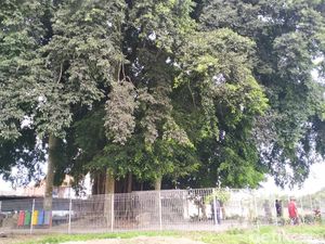 BPCB Jatim Tak Akan Cabut Beringin yang Naungi Candi Gedog Blitar BPCB Jatim Tak Akan Cabut Beringin yang Naungi Candi Gedog Blitar