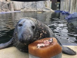 Gemas! Anjing Laut ini Rayakan Ultah ke-31 dengan Kue Ikan Mentah