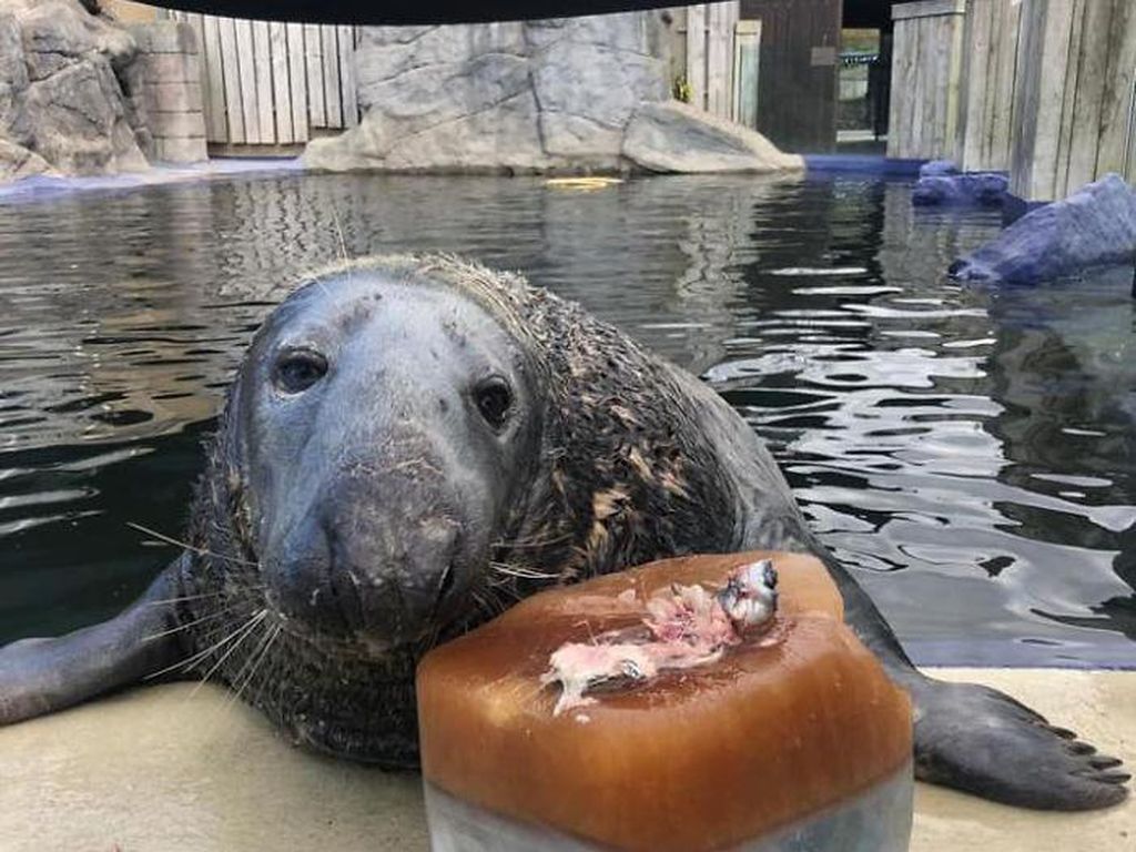 Gemas! Anjing Laut ini Rayakan Ultah ke-31 dengan Kue Ikan Mentah Gemas! Anjing Laut ini Rayakan Ultah ke-31 dengan Kue Ikan Mentah
