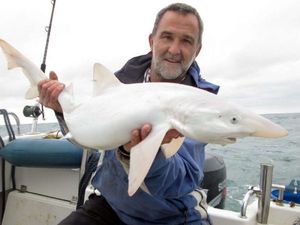 Nelayan Inggris Temukan Hiu Super Langka, Warnanya Putih Semua Nelayan Inggris Temukan Hiu Super Langka, Warnanya Putih Semua