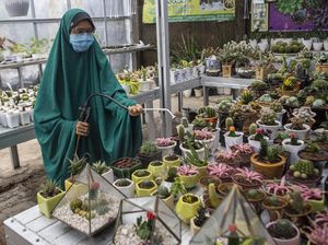 Penjualan Kaktus Mini Meroket