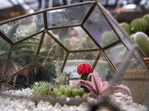 Ada Kaktus Sultan, Harganya Bisa Tembus Rp 20 Juta