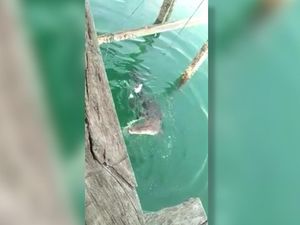 Sering Muncul di Dermaga, Buaya Sepanjang 3 Meter Dievakuasi