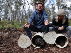 Setelah 3.000 Tahun, Tasmanian Devil Kembali ke Daratan Australia