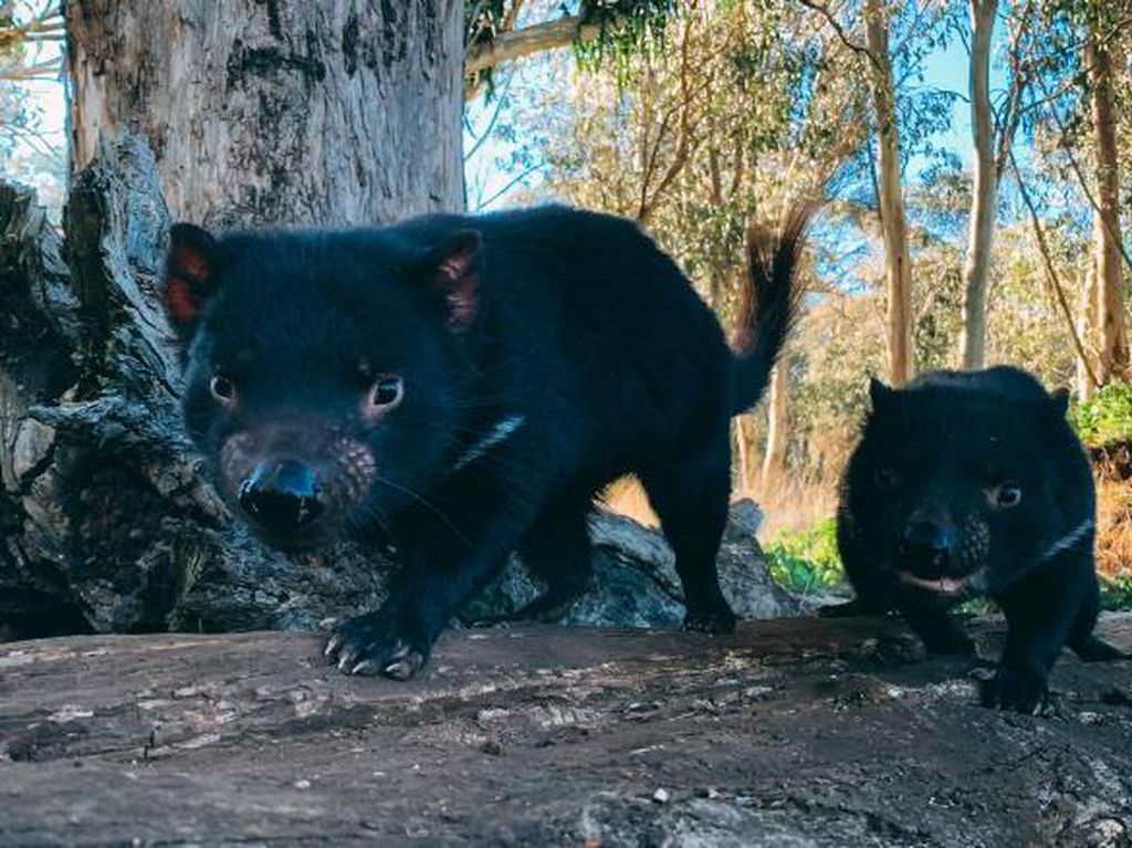Pertama Kali dalam 3.000 Tahun, Tasmanian Devil Lahir Lagi di Daratan Utama Australia