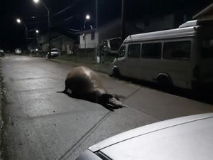 Bagaimana Jadinya Kalau Gajah Laut Nyasar ke Jalan? Bagaimana Jadinya Kalau Gajah Laut Nyasar ke Jalan?
