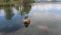 Potret Benda-Benda Purbakala yang Muncul di Danau Sentani Saat Surut
