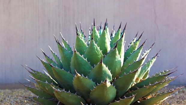 Mengenal 7 Manfaat Kaktus Bagi Kesehatan Tubuh