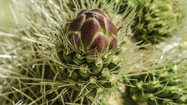 Teddy-bear cholla, Opuntia bigelovii or Cylindropuntia bigelovii,  Joshua Tree National Park, California, Mojave Desert. Cactaceae. Cactaceae; California; Cylindropuntia bigelovii; Joshua Tree National Park; Opuntia bigelovii; Cholla Cactus Garden; Silver; Sonoran Desert; Teddy-bear cholla; areoles; biology; botany; color image; day; desert; flora; green; horizontal; native; native flora; no people; outdoors; photograph; plant; shrub; spines; white; Mojave Desert; photography