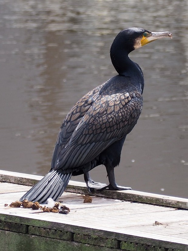 Kotoran Burung