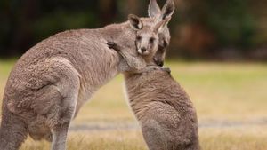 Ternyata Hewan-hewan Ini Sudah Jutaan Tahun Ada Sebelum Manusia