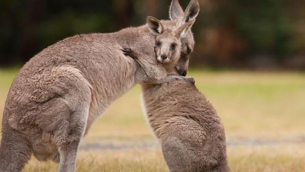 Ternyata Hewan-hewan Ini Sudah Jutaan Tahun Ada Sebelum Manusia