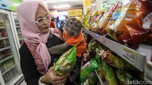 Melihat Aksi Lucu Monyet Peliharaan di Bekasi