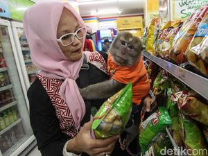 Melihat Aksi Lucu Monyet Peliharaan di Bekasi