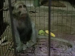 Seekor Monyet Pencuri Telur dan Anak Ayam di Ponorogo Ditangkap