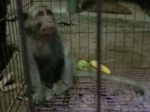 Seekor Monyet Pencuri Telur dan Anak Ayam di Ponorogo Ditangkap Seekor Monyet Pencuri Telur dan Anak Ayam di Ponorogo Ditangkap