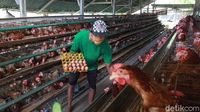 Peternak Ayam Petelur Bertahan di Tengah Pandemi Corona