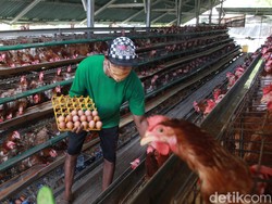 Setitik Harapan Buat Peternak: Pemerintah Mau Serap Telur buat Bansos