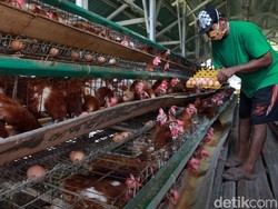 Harga Telur Anjlok, Peternak Mau Gelar Aksi di Istana hingga Kementan