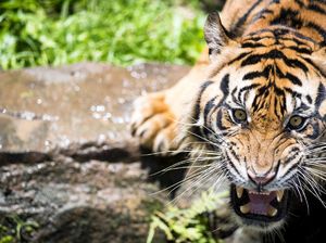 Ngeri! Sukarelawan di Florida Digigit Harimau Saat Memberi Makan