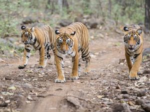 Mengenal Fungsi Belang di Tubuh Harimau