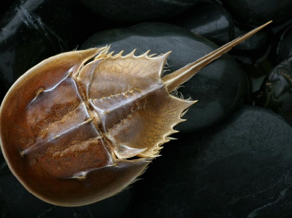 Waduh! Makan Kepiting Tapal Kuda, Wanita Ini Langsung Meninggal Dunia