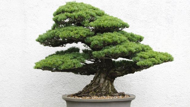 Ilustrasi Pohon Bonsai Bonsai tree in ceramic pot.