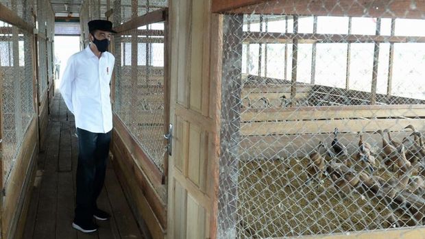Presiden Jokowi meninjau food estate di Kalteng, Kamis (8/10) / Foto:Kris - Biro Setpres