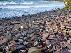 Misteri Kematian Massal Hewan Laut di Rusia