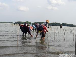 600 Ribu Hektare Kawasan Pantai Rusak, Paling Parah Papua-Maluku